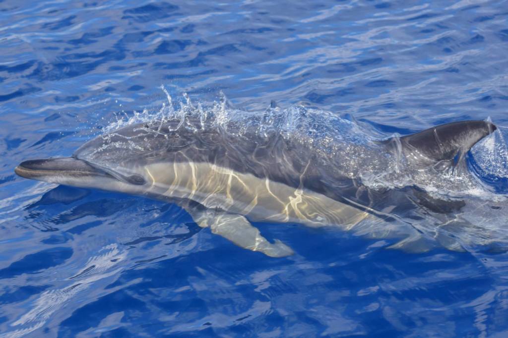 common_dolphin
