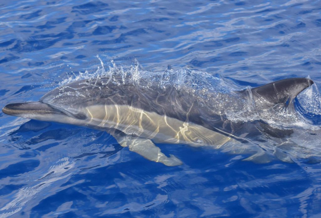 common_dolphin